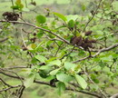 توسکای ییلاقی